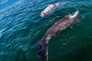 baby grijs walvis en moeder in grote Oceaan oceaan dichtbij naar u foto