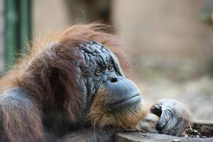 orangoetan aap dichtbij omhoog portret foto