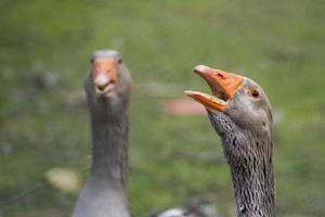 de gans isoleerde dicht omhoog portret foto