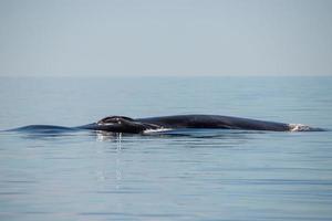 blauw walvis de grootste dier in de wereld foto