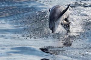 gemeenschappelijk dolfijn jumping buiten de blauw oceaan foto