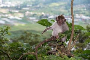 Indonesië makaak aap aap dichtbij omhoog portret foto