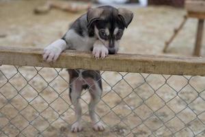 puppy twee maanden oud schor hond foto