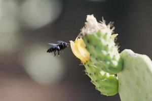 zwart bij vliegend over- cactus bloem foto