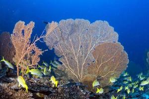gorgonia koraal Aan de diep blauw oceaan foto