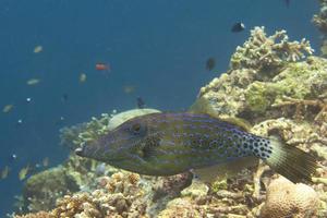 harlekijn filefish in sipadan, Borneo, Maleisië foto