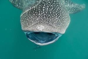 walvis haai terwijl aan het eten foto