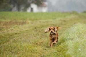 gelukkig puppy hond rennen naar u in herfst platteland foto