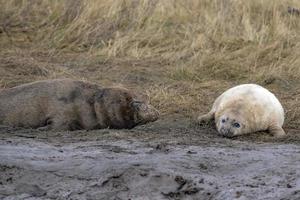 grijs zegel puppy terwijl ontspannende Aan de strand in Super goed Brittannië foto