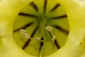 geel tropisch hibiscus stamper macro foto