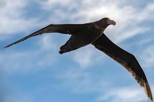 Patagonië stormvogel vogel terwijl vliegend foto