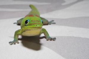 goud stof dag gekko terwijl op zoek Bij u foto