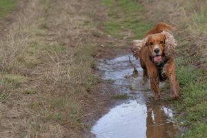 een hond spaniel rennen naar u spiegelen in water foto