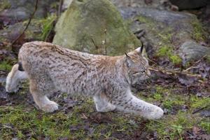 lynx in de gras foto