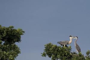 een zwart of blauw reiger terwijl voeden haar puppy foto