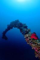 rood zee koralen en vis Aan de blauw achtergrond foto