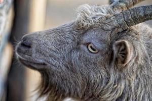 oog detail van bruin geit schapen terwijl op zoek Bij u foto