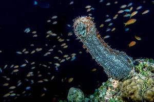 holoturisch zee komkommer foto