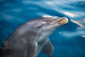 dolfijn glimlachen oog dichtbij omhoog portret foto
