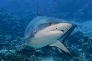 een grijs haai kaken klaar naar aanval onderwater- dichtbij omhoog portret foto