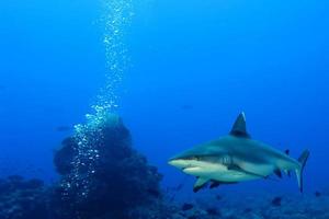 een grijs haai kaken klaar naar aanval onderwater- dichtbij omhoog portret foto