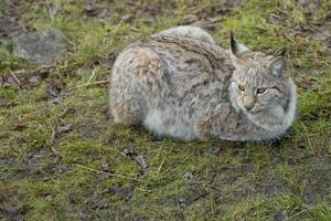 lynx in de gras foto