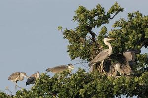 een zwart of blauw reiger terwijl voeden haar puppy foto