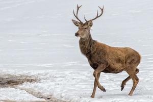 mannetje hert portret terwijl op zoek Bij u Aan sneeuw achtergrond foto