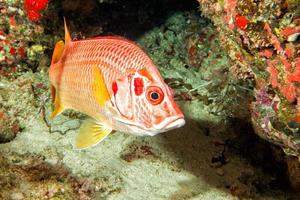 rood snappers vis onderwater- portret foto