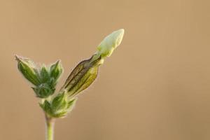 wit ongeopend bloem Aan bruin achtergrond foto