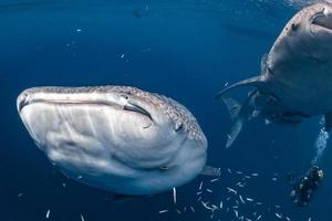 walvis haai onder vissers platform in Papoea foto