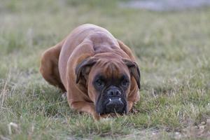 hond bokser jong puppy terwijl zittend Aan groen gras foto