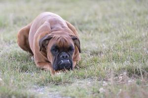 hond bokser jong puppy terwijl zittend Aan groen gras foto