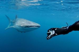 walvis haai onderwater- naderen een scuba duiker in de diep blauw zee lijkt naar aanval foto