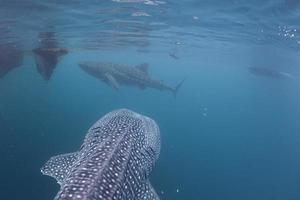 walvis haai komt eraan naar u onderwater- foto