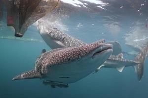 walvis haai dichtbij omhoog onderwater- portret foto