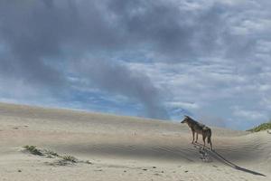 Californisch coyote Aan de zand foto