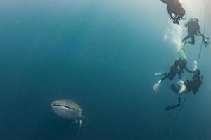 walvis haai onderwater- naderen een scuba duiker foto