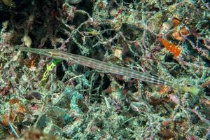 fluit trompet vis terwijl duiken Indonesië foto