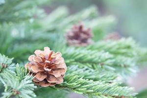 pijnboom boom voor Kerstmis foto