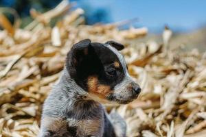 een Australisch vee hond blauw heeler puppy vol lengte portret met de puppy zittend naar beneden op zoek Bij de camera foto