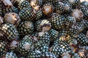 agave aambeien in distilleerderij aan het wachten voor verwerken, tequila, jalisco, Mexico. oogst agave. foto