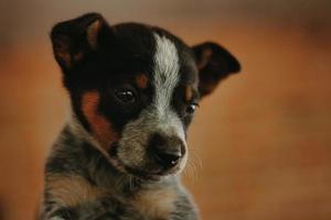 een Australisch vee hond blauw heeler puppy vol lengte portret met de puppy zittend naar beneden op zoek Bij de camera foto