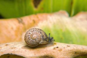 slak aan het eten tuin planten met copyspace foto