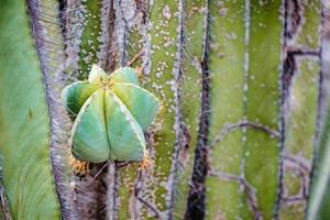 cactus in Mexico voor behang of achtergrond foto