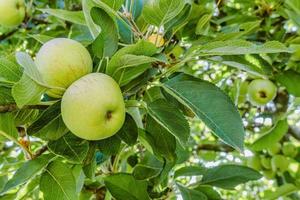 appels nog steeds Aan de groen boom foto