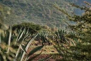 landschap met agaves maguey in guanajuato Mexico foto