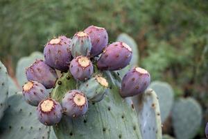 stekelig Peer cactus dichtbij omhoog met fruit in rood kleur, cactus stekels. foto