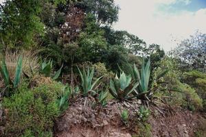 Mexicaans landschap met agaves foto