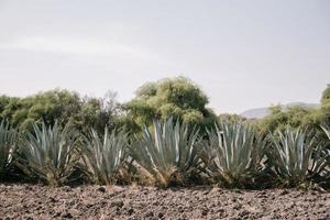 rij van maguey planten in Mexico met een blauw lucht achtergrond foto